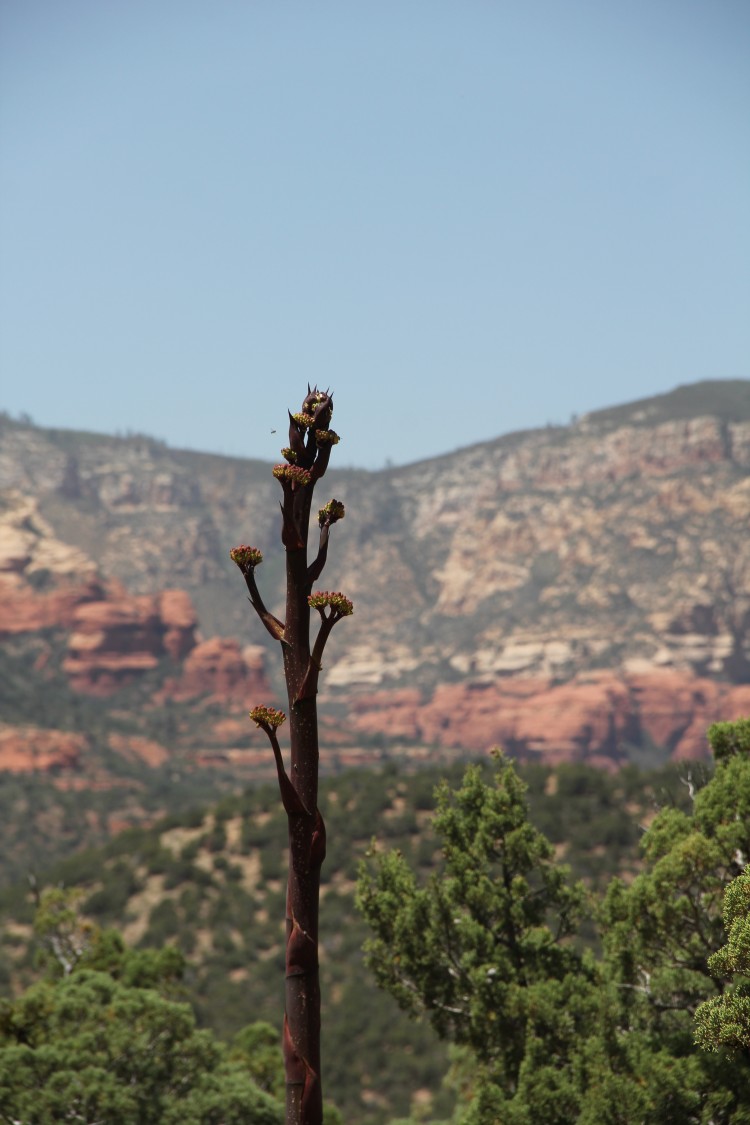 Parry's Agave in Early Stage of Bloom